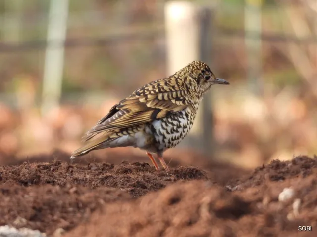 Species Image