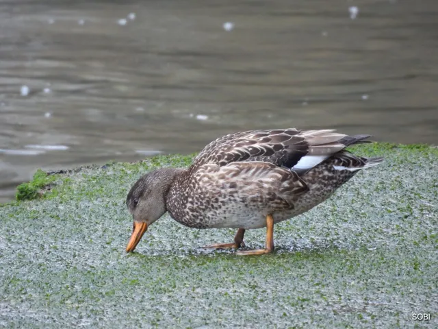 Species Image