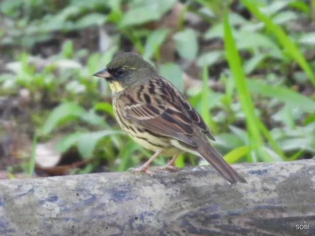 Species Image