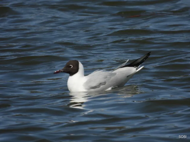 Species Image