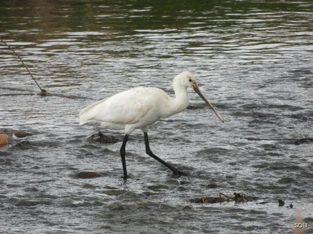 Species Image