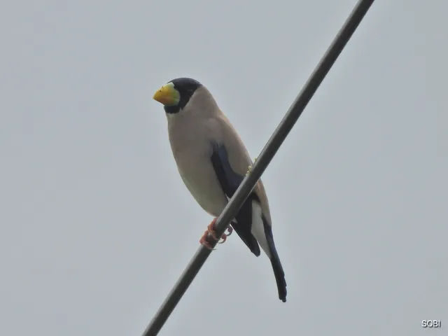 Species Image