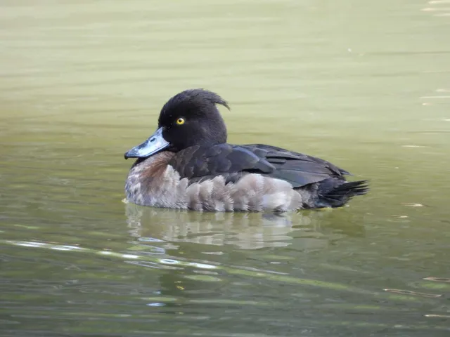 Species Image
