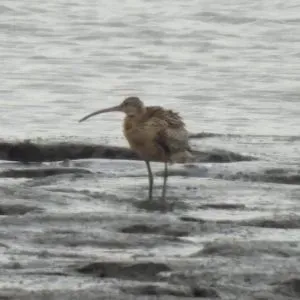 Species Image