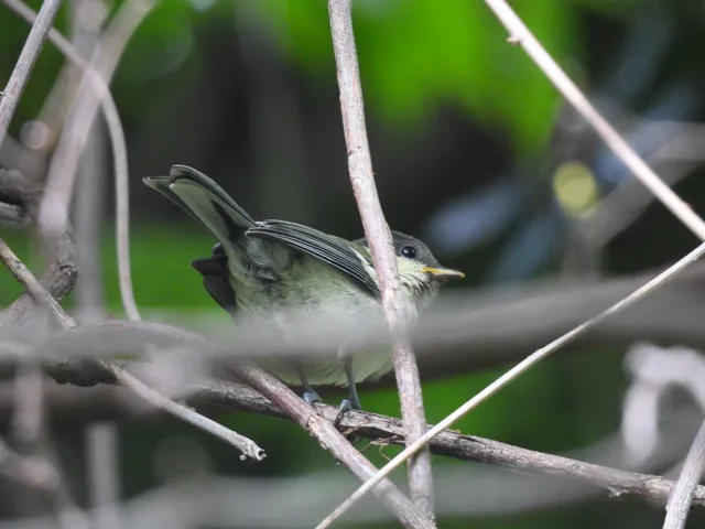 Species Image