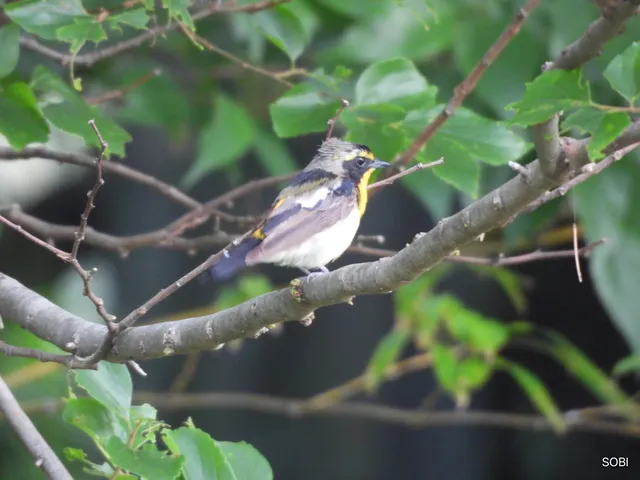Species Image