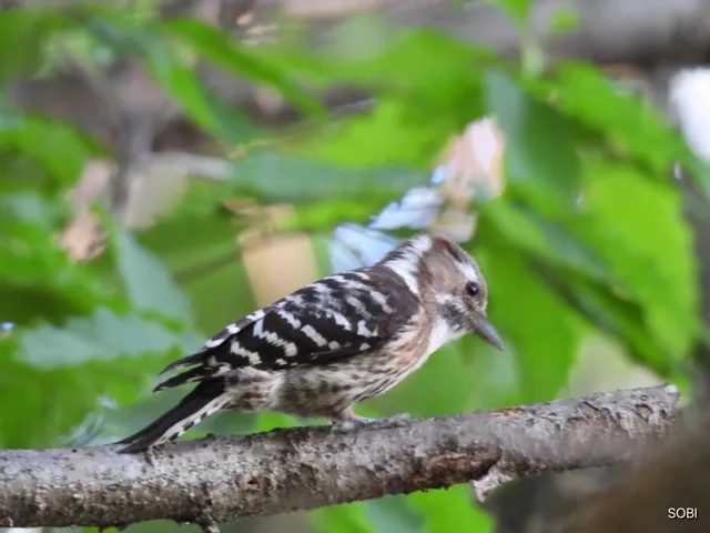 Species Image