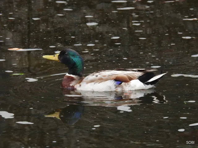 Species Image