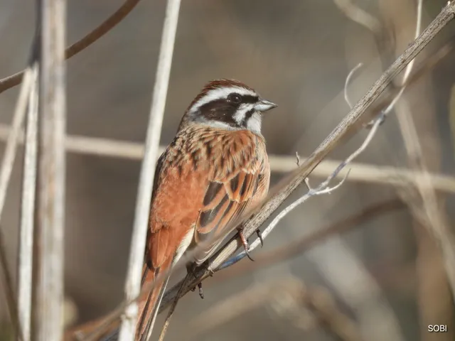 Species Image