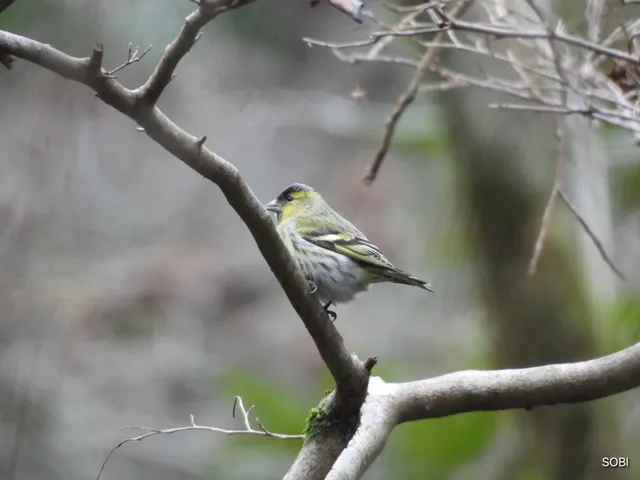 Species Image