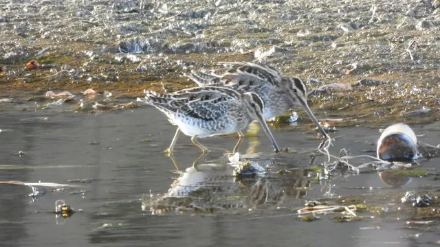 Species Image