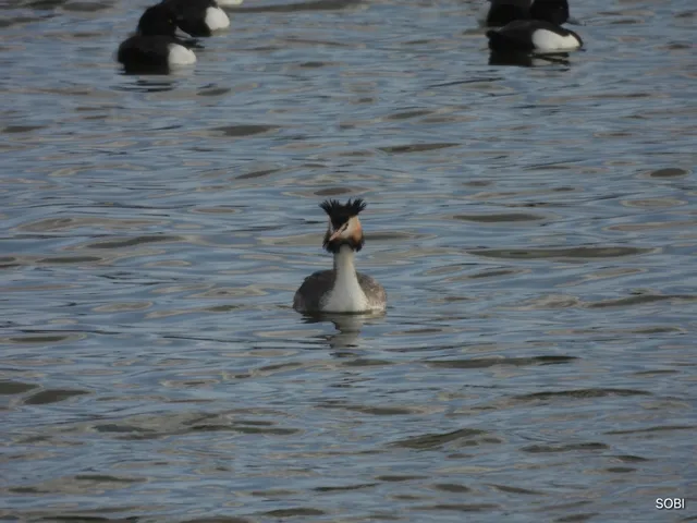 Species Image