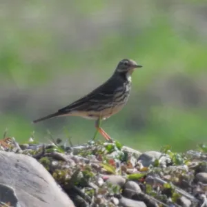 Species Image