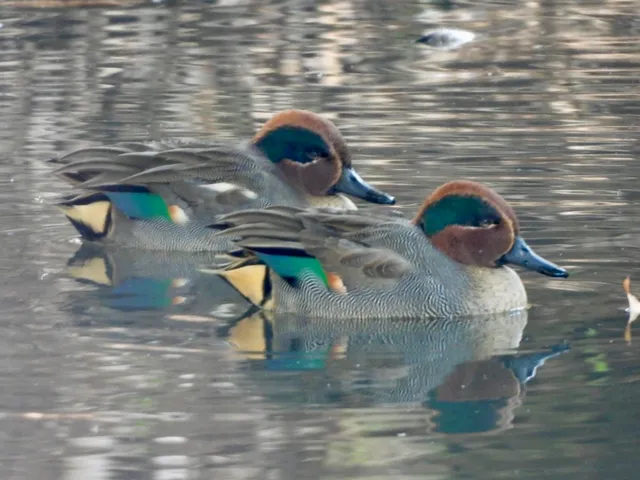 Species Image