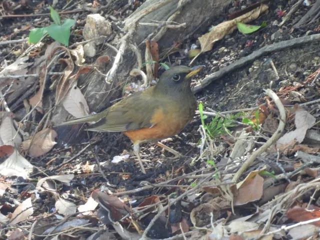 Species Image