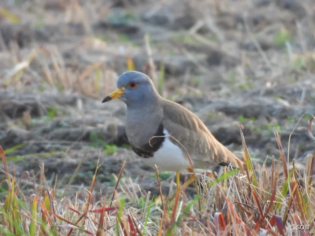 Species Image