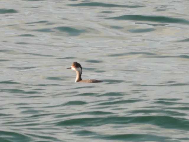 Species Image