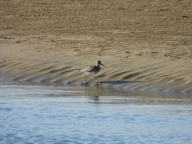 Species Image