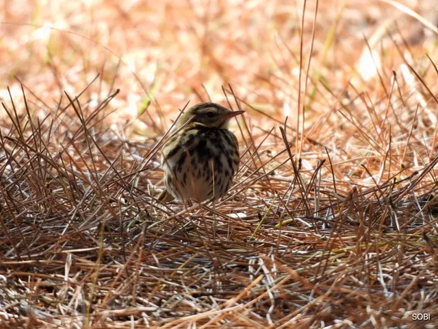 Species Image