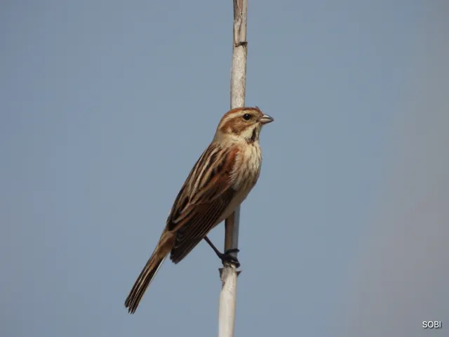 Species Image