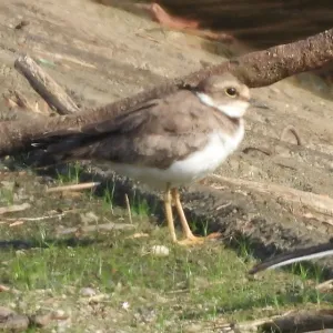 Species Image