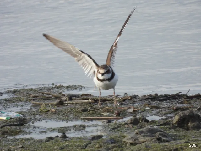 Species Image