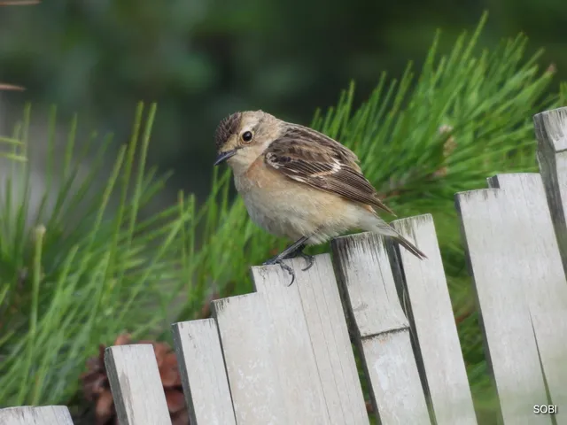 Species Image