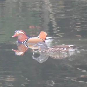 Species Image