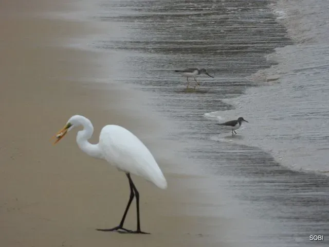 Species Image