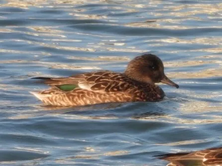 Species Image