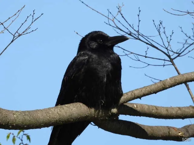 Species Image