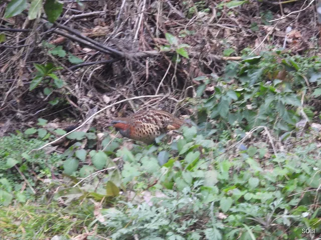 Species Image