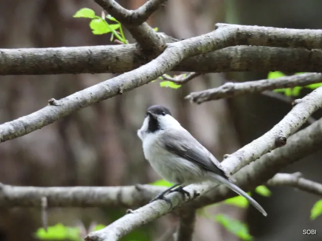 Species Image