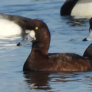 Species Image
