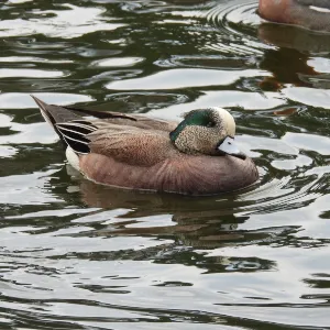 Species Image