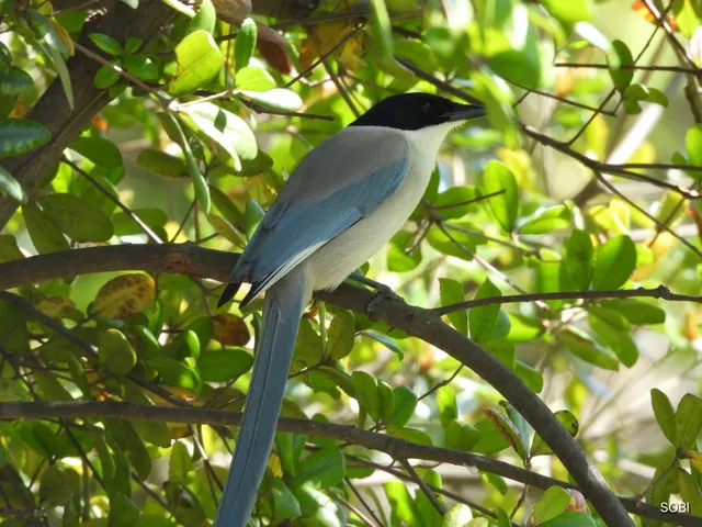 Species Image