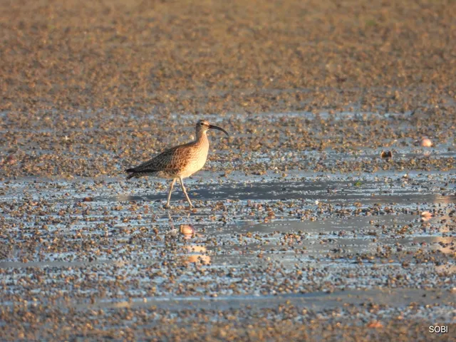Species Image