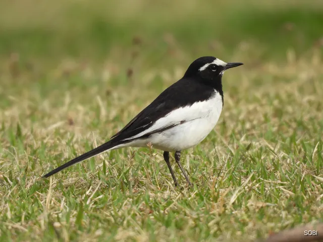 Species Image