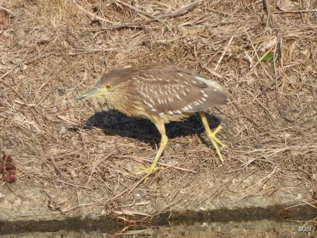 Species Image