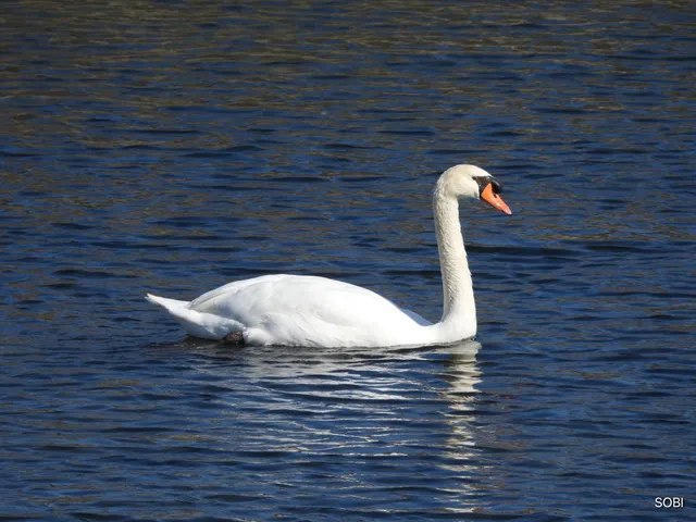 Species Image