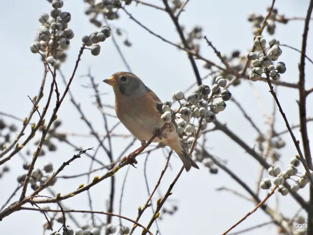 Species Image