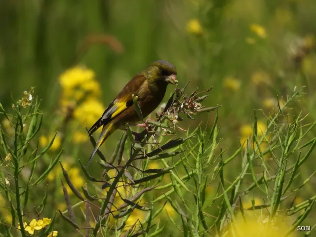 Species Image