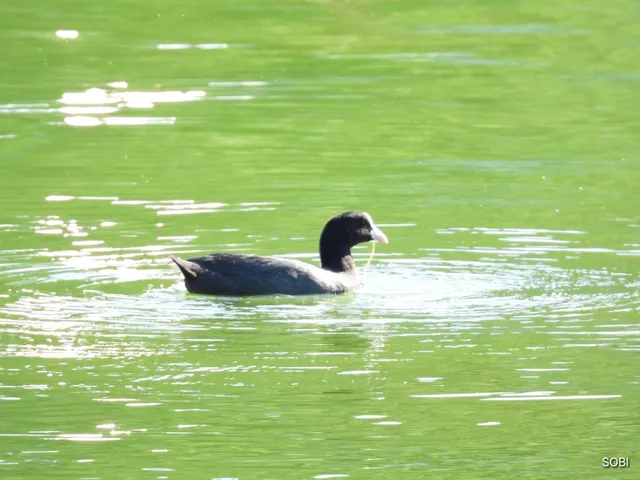 Species Image