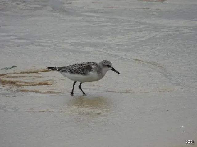 Species Image