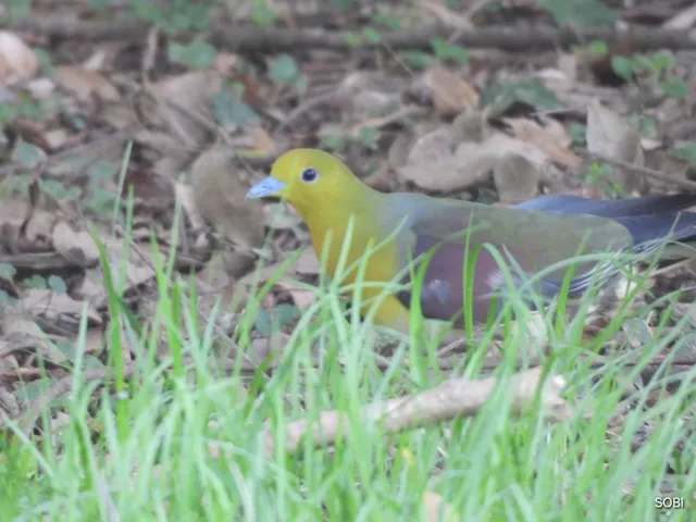 Species Image