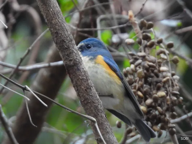 Species Image