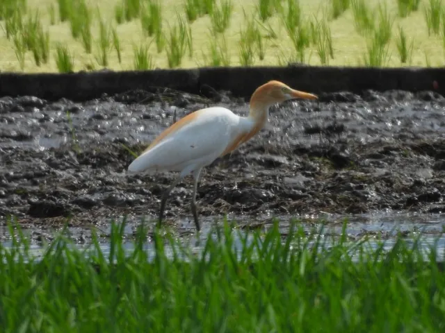 Species Image