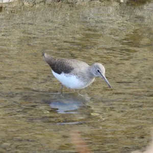 Species Image