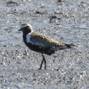 Species Image