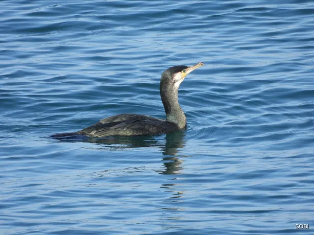 Species Image
